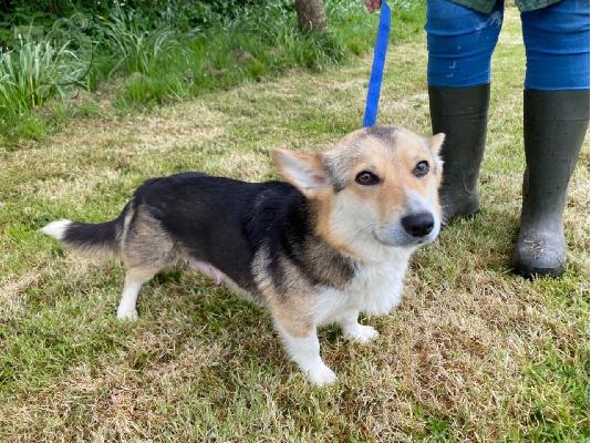 Αξιολάτρευτο Ουαλικό Corgi Pembroke