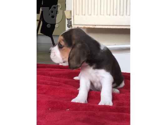 Beagle κουτάβια προς πώληση.