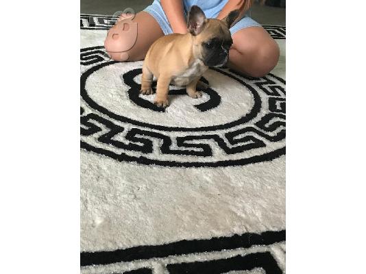 PoulaTo: Ποιότητας Γαλλικά κουτάβια Bulldog