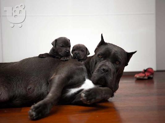 PoulaTo: Εκπληκτικά κουτάβια Cane Corso είναι έτοιμα τώρα