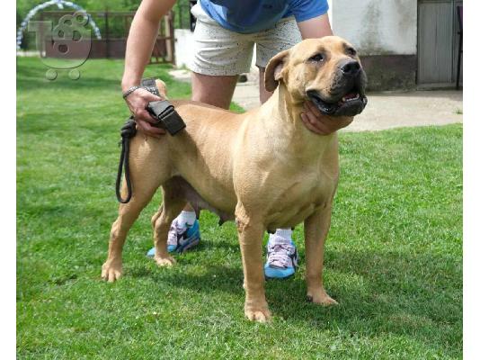 Boerboel (Μαστίφ Νότιας Αφρικής) κουτάβια