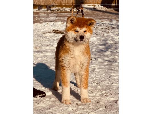 Γιαπωνέζικο Akita Inu κουτάβια