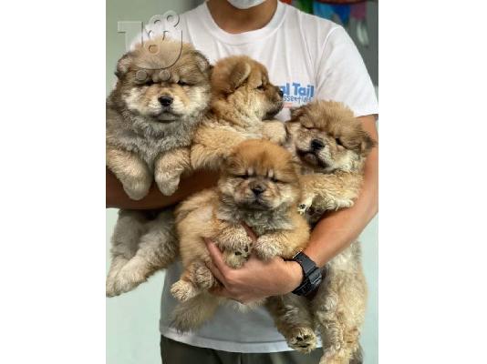 PoulaTo: Κουτάβια Chow Chow