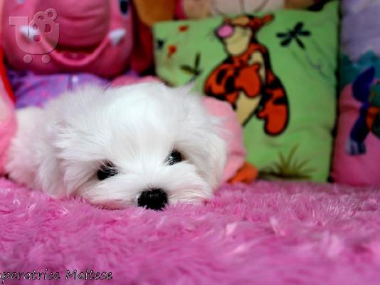 PoulaTo: Ανεκτίμητη γενεαλογία Maltese Puppy έτοιμο για υιοθεσία!