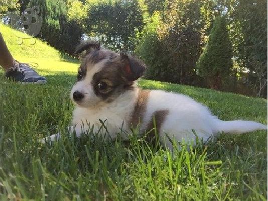 Όμορφα τσιουάουα κουτάβια για Rehoming