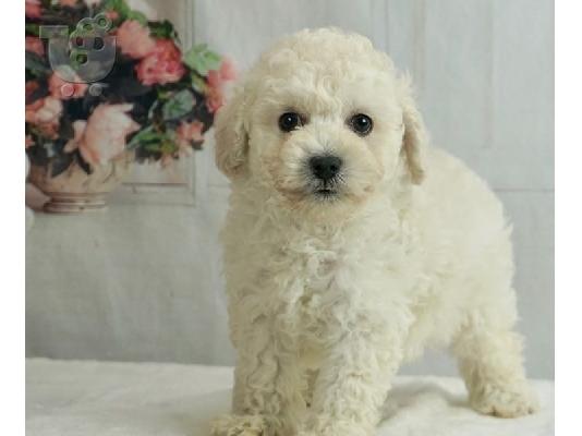 PoulaTo: κουτάβια παιχνιδιών poodle