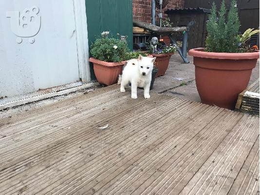 PoulaTo: Γλυκά Σιβηρίας κουτάβια husky Για Πώληση