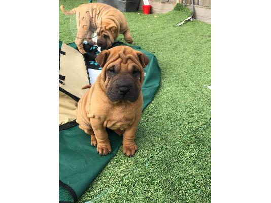 PoulaTo: Δοκιμάστηκε η υγεία των κουταβιών Shar Pei