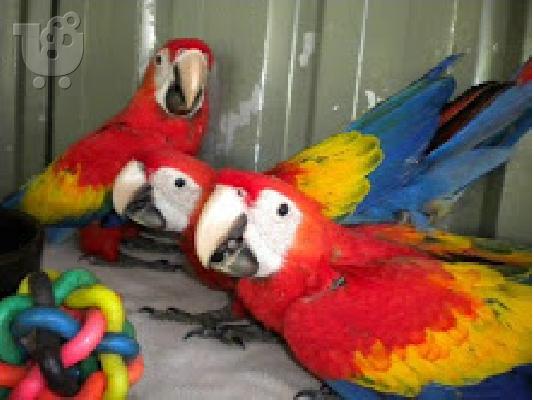 PoulaTo: Μιλώντας dna macaw παπαγάλος