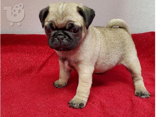 Λατρευτά μικρά κουτάβια Pug προς πώληση