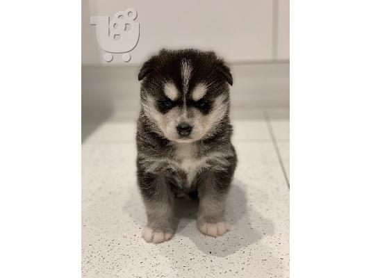 Εκπληκτικά κουτάβια  Pomsky