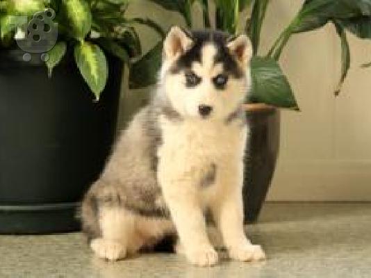PoulaTo: Πανέμορφα κουτάβια σιέριου husky