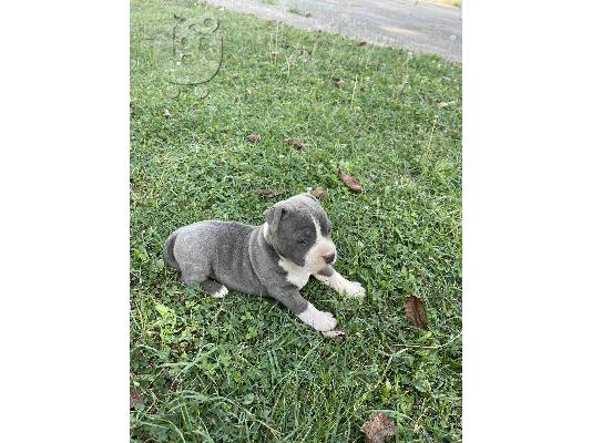 Αμερικανικό Stafford Terrier όμορφο κουτάβι