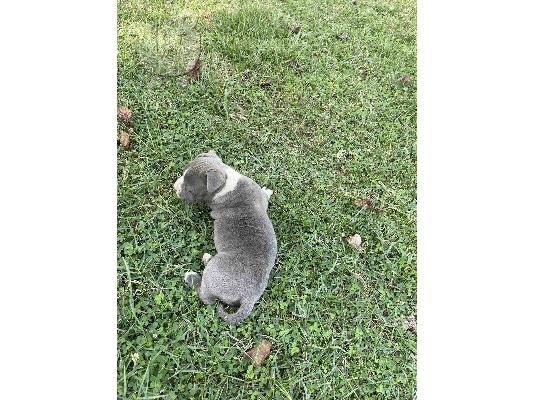 Αμερικανικό Stafford Terrier όμορφο κουτάβι
