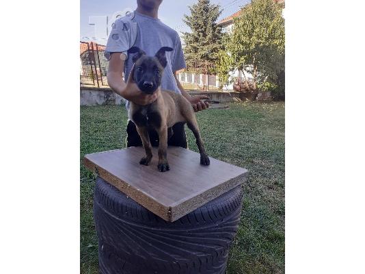 Βελγικός Ποιμενικός Μαλινουά κουτάβια