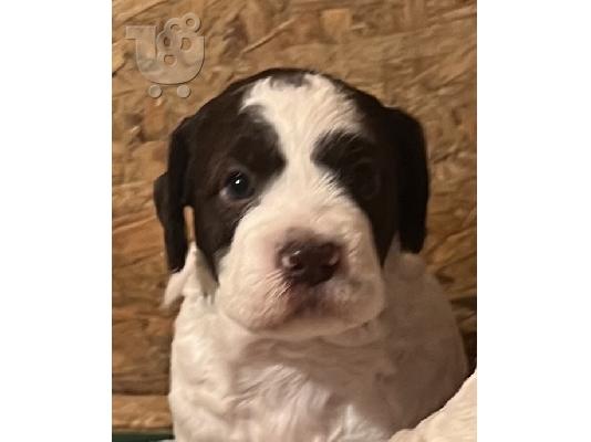 Lagotto romagnolo κουτάβια