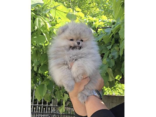 Pomeranian Spitz κουτάβια