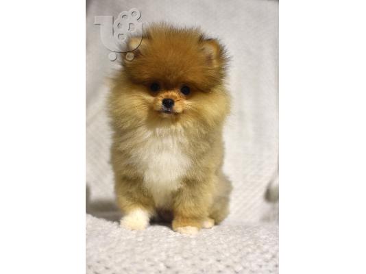 Pomeranians Boo κουτάβια