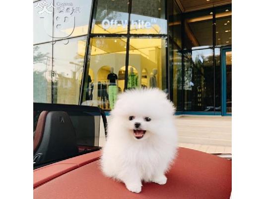 PoulaTo: Πολύτιμα κουτάβια Pomeranian