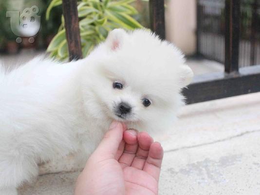 PoulaTo: Παιχνιδιάρικα κουτάβια Pomeranian διαθέσιμα