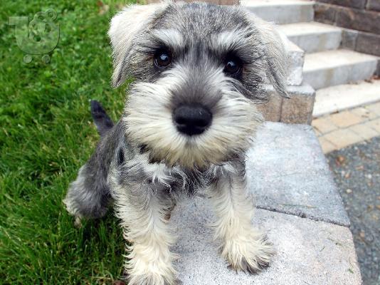 PoulaTo: Schnauzer mini - Σνάουτσερ μινι