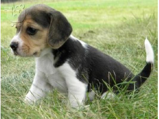 Beagle κουτάβια διαθέσιμα προς πώληση