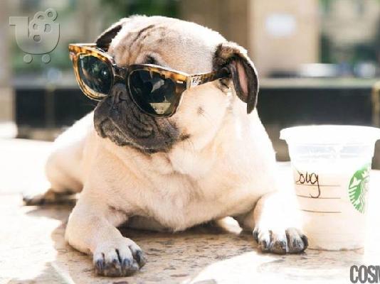 PoulaTo: ΠΩΛΕΙΤΑΙ PUG