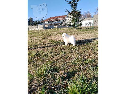 Samoyed κουτάβια
