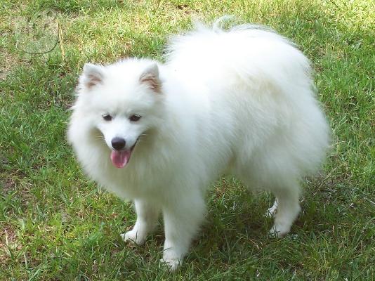 PoulaTo: Spitz mini