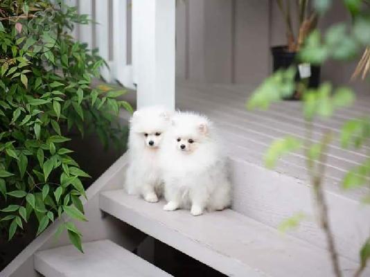 PoulaTo: Καταπληκτικά κουτάβια από Pomeranian!