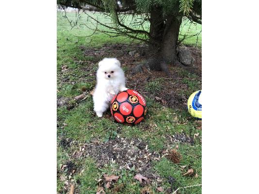 PoulaTo: όμορφα Pomeranian Puppies προς πώληση