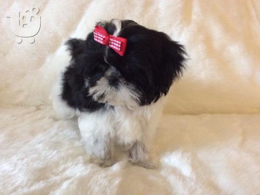 PoulaTo: Κουτάβια Shih Tzu