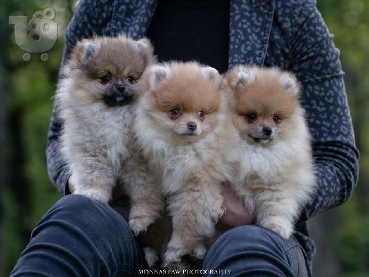 PoulaTo: POMERANIAN BOO POPPIES