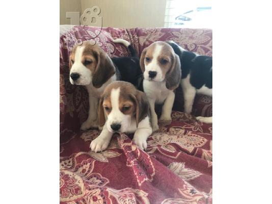 Όμορφα κουτάβια Beagle για καλό σπίτι