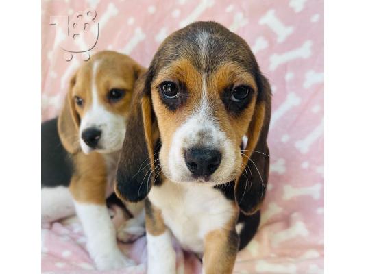 Εδώ παρουσιάζουμε τα υπέροχα κουτάβια μας Beagle έτοιμα...