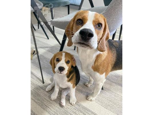 Εδώ παρουσιάζουμε τα υπέροχα κουτάβια Beagle μας έτοιμα να ξαναστήσουν,...