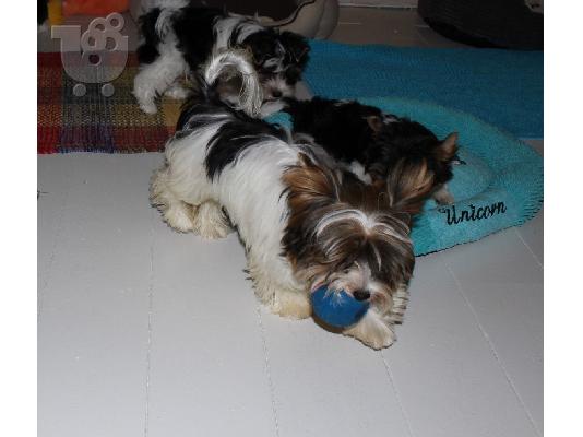 Yorkshire Terrier σκυλιά και κουτάβια προς πώληση