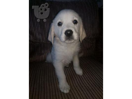 Labrador Retriever Σκύλοι και κουτάβια προς πώληση