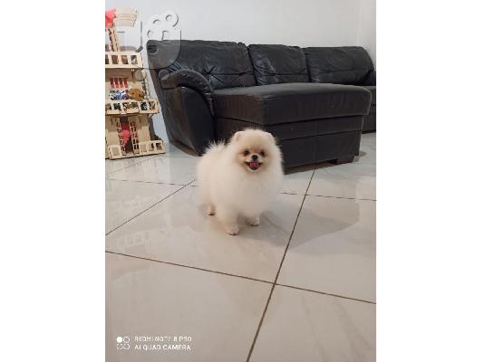 Πωλούνται σκυλιά και κουτάβια Pomeranian