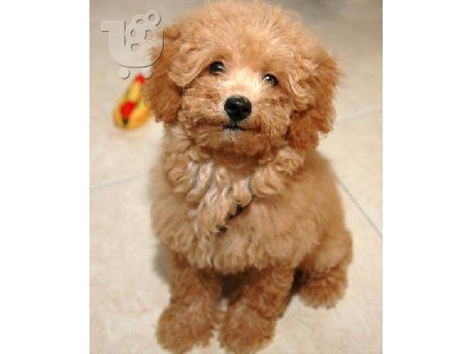 Maltipoo