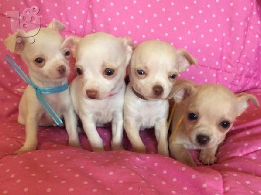 εγγραφείτε κουτάβια chihuahua για 320 €