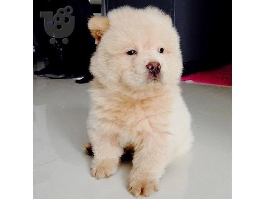Διαθέσιμα κουτάβια Chow Chow έτοιμα προς πώληση.