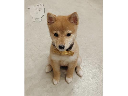 PoulaTo: Shiba Inu Puppy s