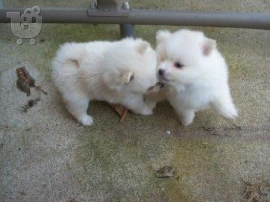 X μάζα τσαγιού Pomeranian κουτάβια