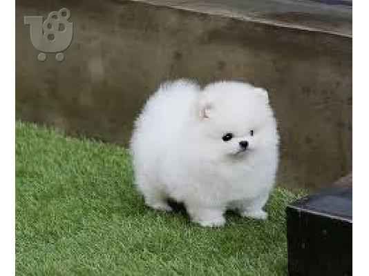 Δύο φοβερό κουτάβια Pomeranian T-Cup
