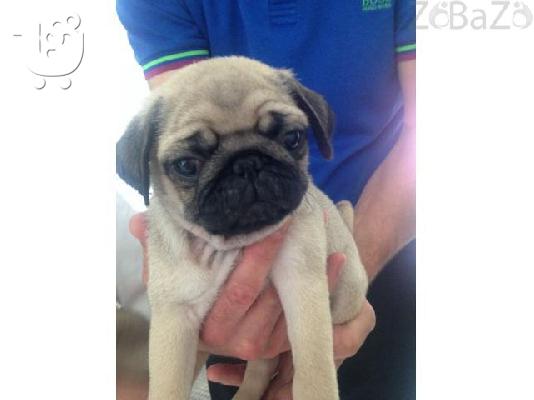 Male and female pug puppies ready for adoption