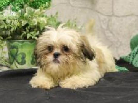 PoulaTo: Πολύ παιχνιδιάρικα κουτάβια Shih Tzu προς πώληση