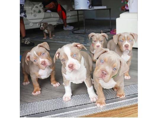 PoulaTo: Κουτάβια Pit Bull Terriers