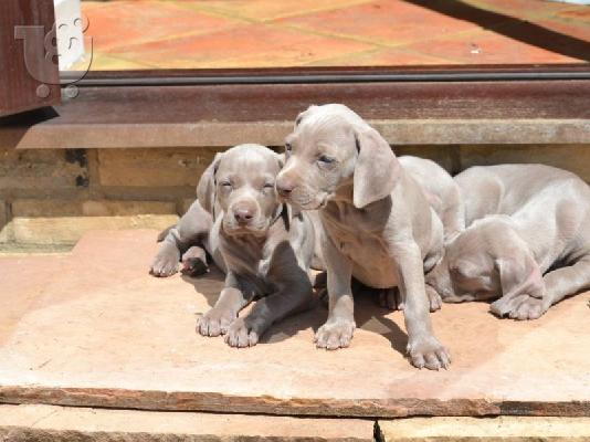 PoulaTo: Κουτάβια Weimaraner