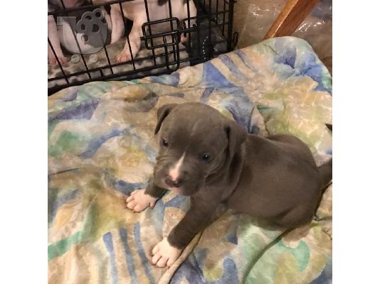 Pit Bull - 